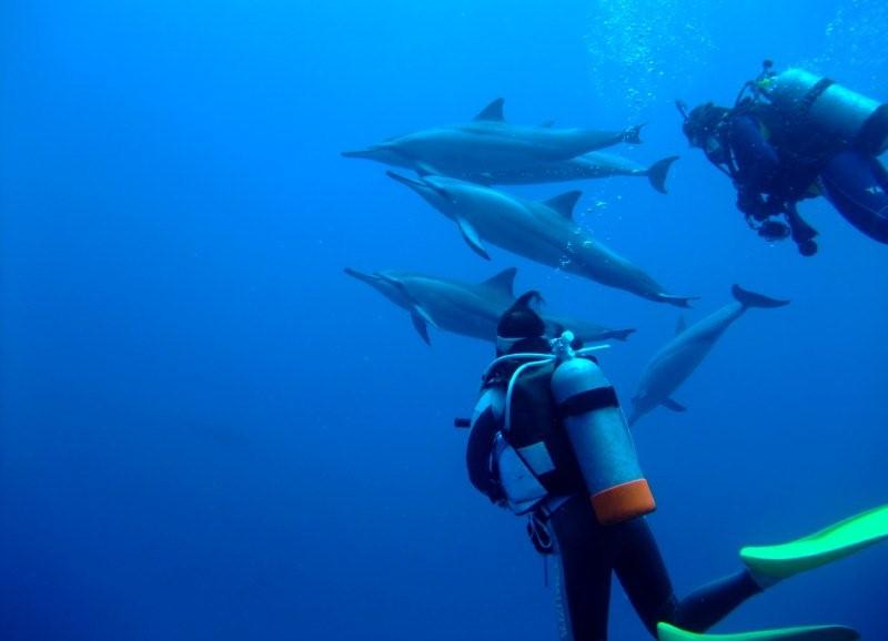dolphins and divers